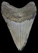 Megalodon Tooth - North Carolina #67142-2